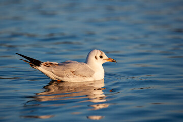 Black Headed Gull flying across a pond in London