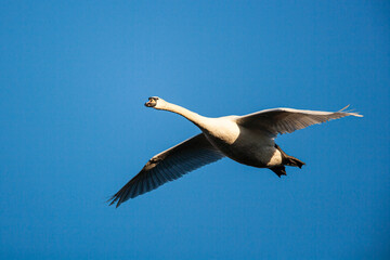 Fototapeta na wymiar Mute swan taking off from a small pond in London 