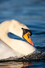 Mute swan swimming aggressively on a pond in London, UK © wayne