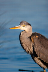 Grey heron hunting in a pond in London