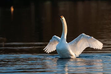  Mute swan taking off from a small pond in London  © wayne