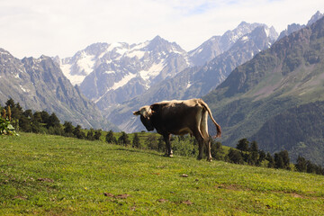 Fototapeta na wymiar Cow in the mountains of Svaneti, Georgia