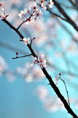 branch of a cherry tree