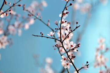 branch of a cherry tree