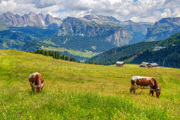 Fototapeta na wymiar Cows grazing on alps meadow in the dolomites mountains