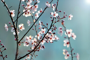 branch of a cherry tree