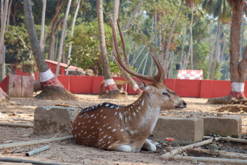 deer in the forest