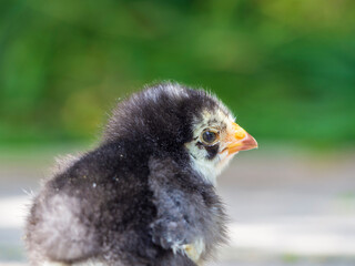 A Little Black Chicken. A small chicken in nature against a background of greenery, selective focus. Growing chickens at home