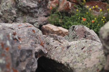 Big grey lizard on the rocks
