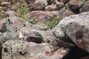 Fototapeta premium Big grey lizard on the rocks