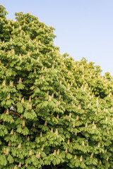 Kiev chestnuts bloom in May. Spring is outside, trees are in bloom. Spring in Ukraine. Chestnut - the symbol of the capital of Ukraine