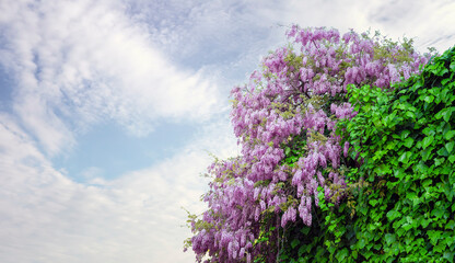 Fabaceae flower in Spring, Front view