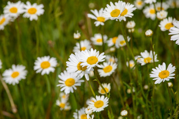 close-up of white daisy flowers in the meadow. Blurred background. field cetes