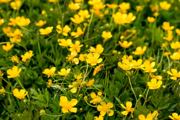 closeup shot of yellow ranunculus flowers in a meadow