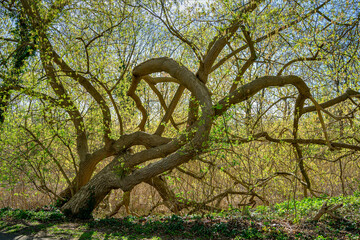 Ineinander verschlungene blühende Frühlingsbäume am Ufer des Schwielowsee in Caputh-Geltow