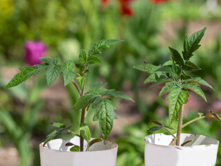 Tomato seedlings in cups outdoors in the garden. Growing natural food