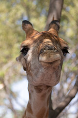 Giraffe with smug lips in the Serengeti in Africa