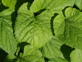 Natural fresh background and texture of green leaves in the garden. Organic eco-background. Close-up of natural green leaves with a natural pattern in daylight