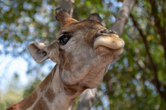 Pursed lips on Giraffe in the Serengeti in Africa