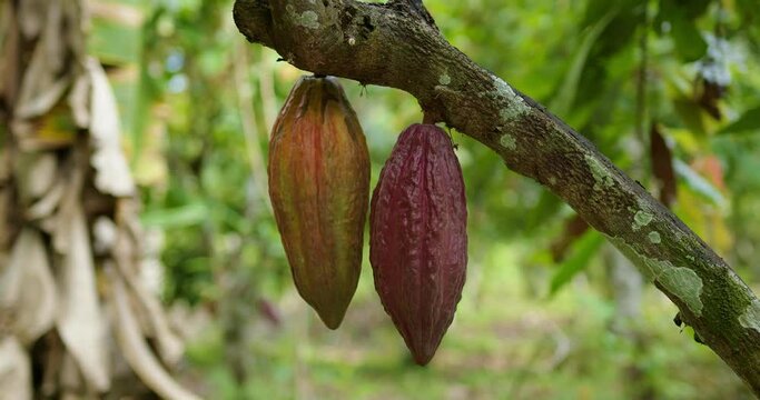 Frutos de cacao en el arbol
