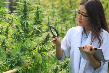 cannabis researcher A female scientist in a hemp field examines plants and flowers. and save data...
