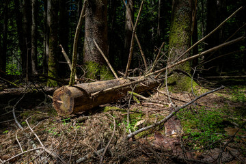 arbre coupé en forêt