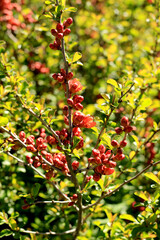 red quince flowers