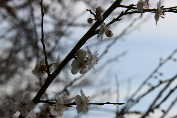 Primavera