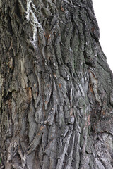 the old rough bark of the poplar tree. texture