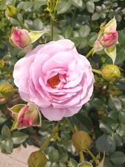 pink roses in garden