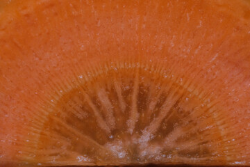 macro of slice of red carrot vegetable