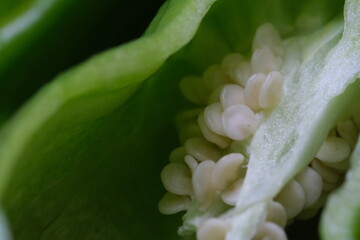 close up chilli seeds inside green pepper