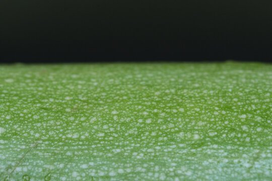 Extreme Close Up Green Pattern On Zucchini Vegetable Peel Skin