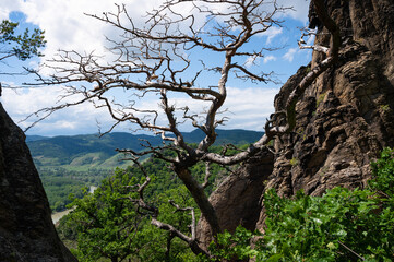 Obraz premium Wachaublick ins Donautal