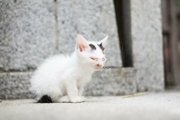 Fototapeta na wymiar Wild kitten living in a Japanese shrine