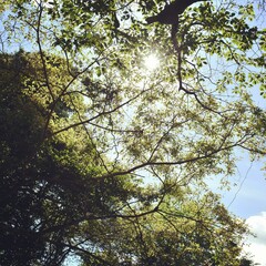 Sun Kissing Trees