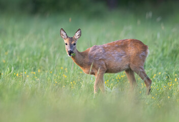 Roe deer female ( Capreolus capreolus )