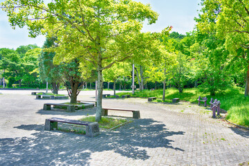 晴れた木漏れ日の公園