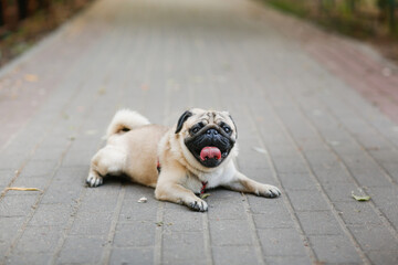 cute pug is resting on sidewalk in summer heat, dog in city with his tongue hanging out - Powered by Adobe