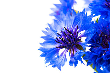 Bouquet of blue cornflowers isolated on white background. Selective focus