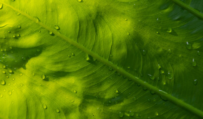 Green leaves with water splash, selected focus for natural background