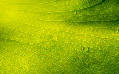 Green leaves with water splash, selected focus for natural background