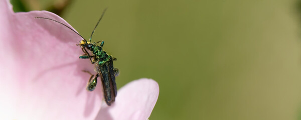 œdémère noble - emera nobilis