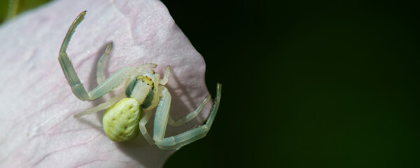 araignée crabe - misumena vatia - la thomise variable - sur une fleur d'aubépine