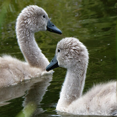 Fototapeta premium Cygne et ses petits au bord de l'orge 