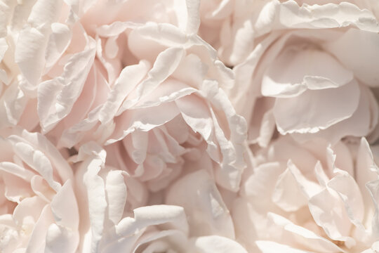 seamless background of close up of rose petals in white and pink