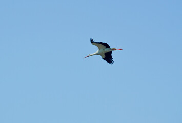 Obraz premium White stork in the nature