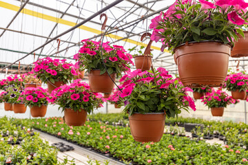Pink petunias hanging