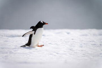 Gentoo penguin waddles across snow in sunshine