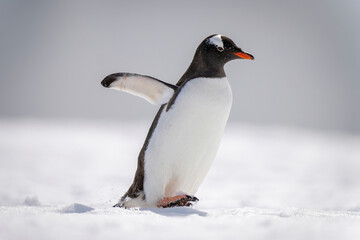 Gentoo penguin waddles across snow lifting foot